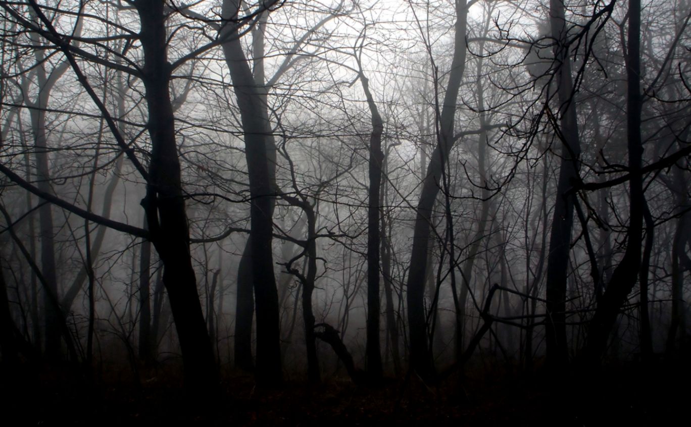 Dark Forest Background wallpaper Dark Forest Background wallpaper