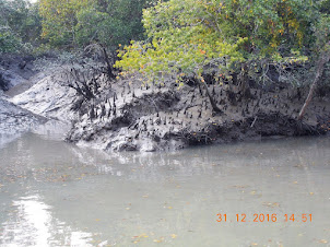 Variety of Mangrove tree's in dense Mangrove forests.