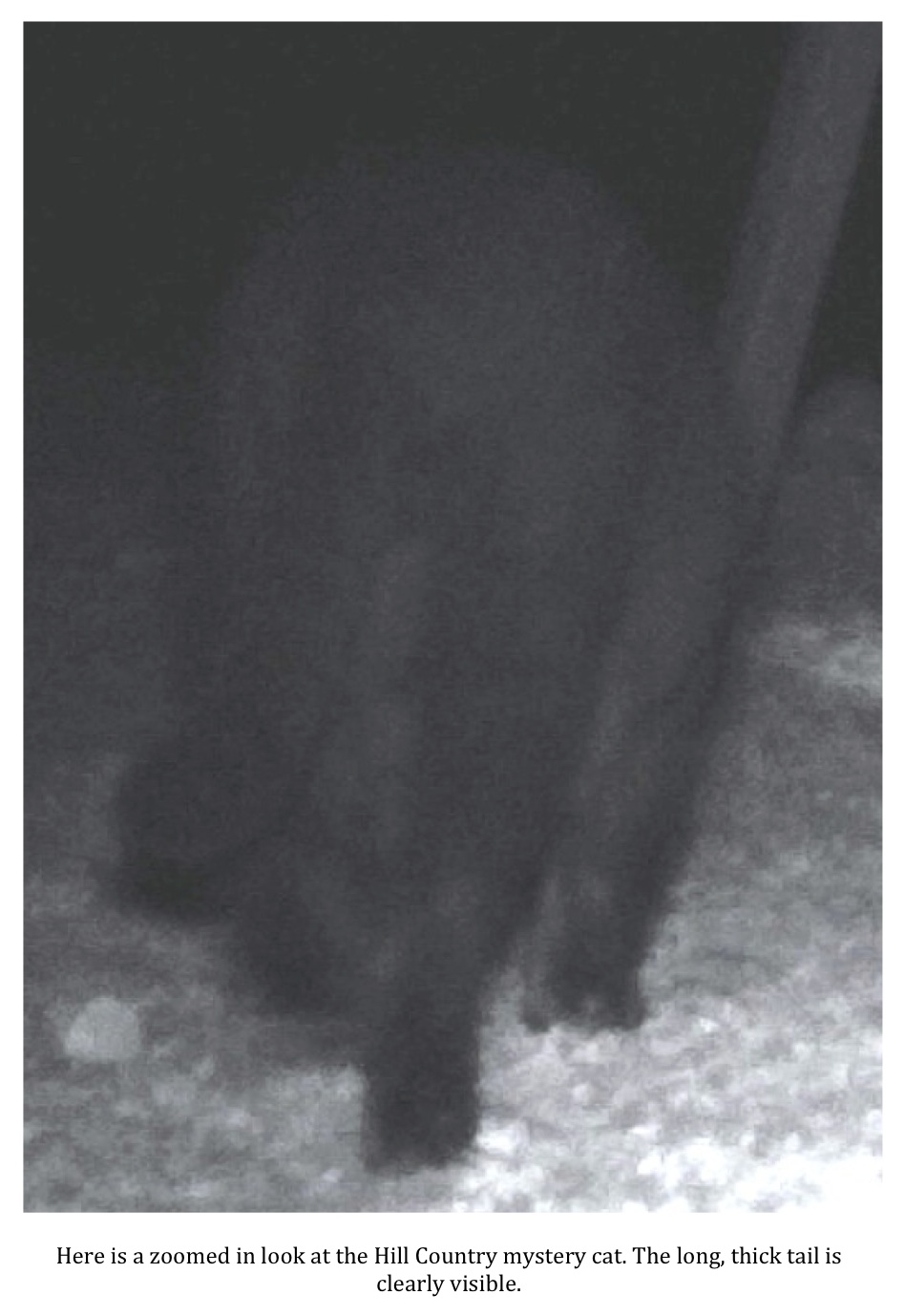Wildlife officials debunk Texas man's photo of 'black panther