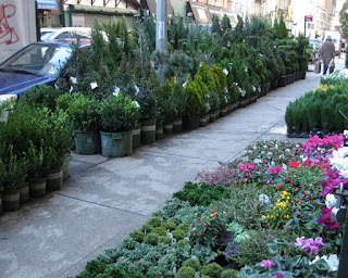 Plants in bloom in the Flower District,New York, New York