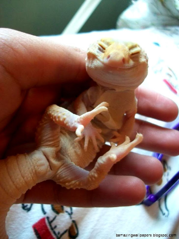 View topic Leopard Geckos and Ball Pythons Picture Heavy View topic Leopard Geckos and Ball Pythons Picture Heavy