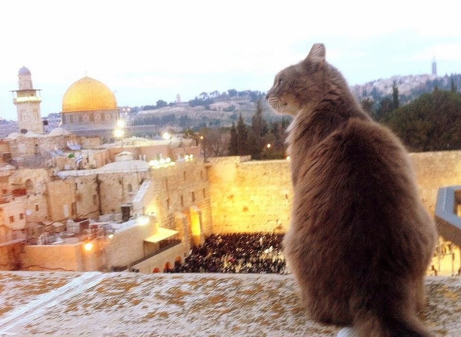 A street cat in the Old City