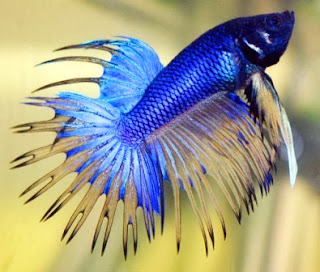 gambar ikan cupang biru tua gambar ikan cupang biru tua