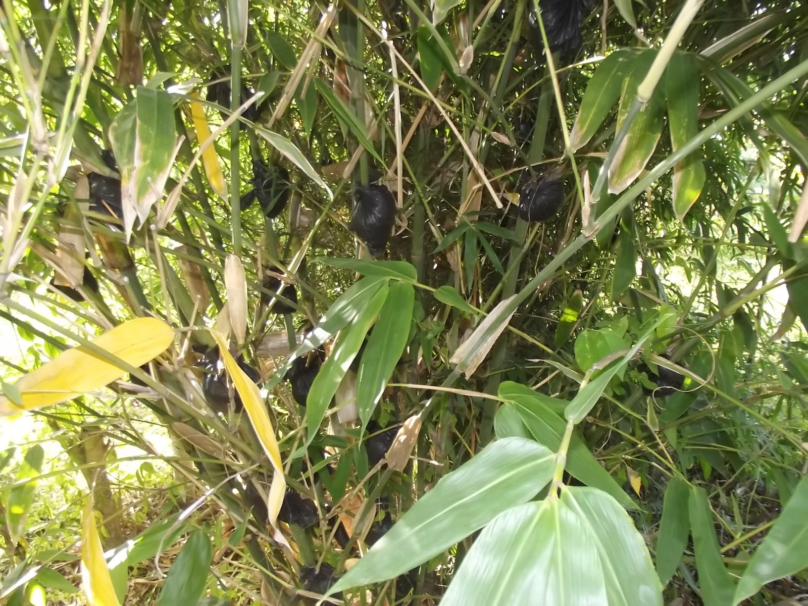 Thede Connection HAITI Cholera clinic.