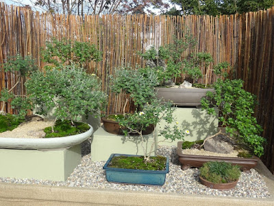 The Intercontinental Gardener Vibes About Viburnums