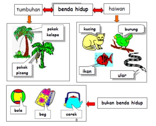 Jamur