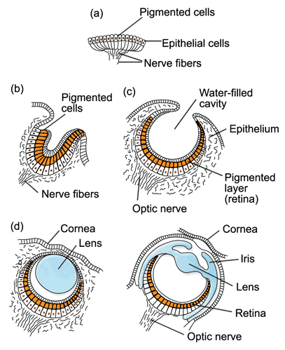 Nasil Goruruz Gozun Gorevleri Nelerdir