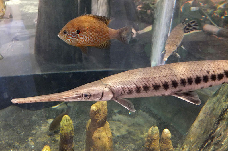 Paleo Illustrata North Carolina Museum of Natural Sciences