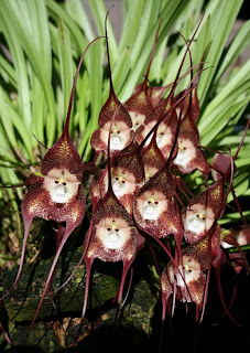 The Monkey Orchid Dracula Simia