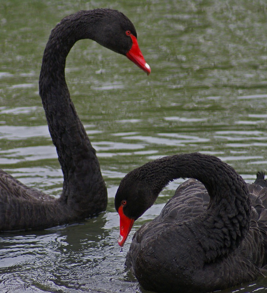 Black swans