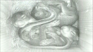 Baby Gray Squirrels in Nest Box