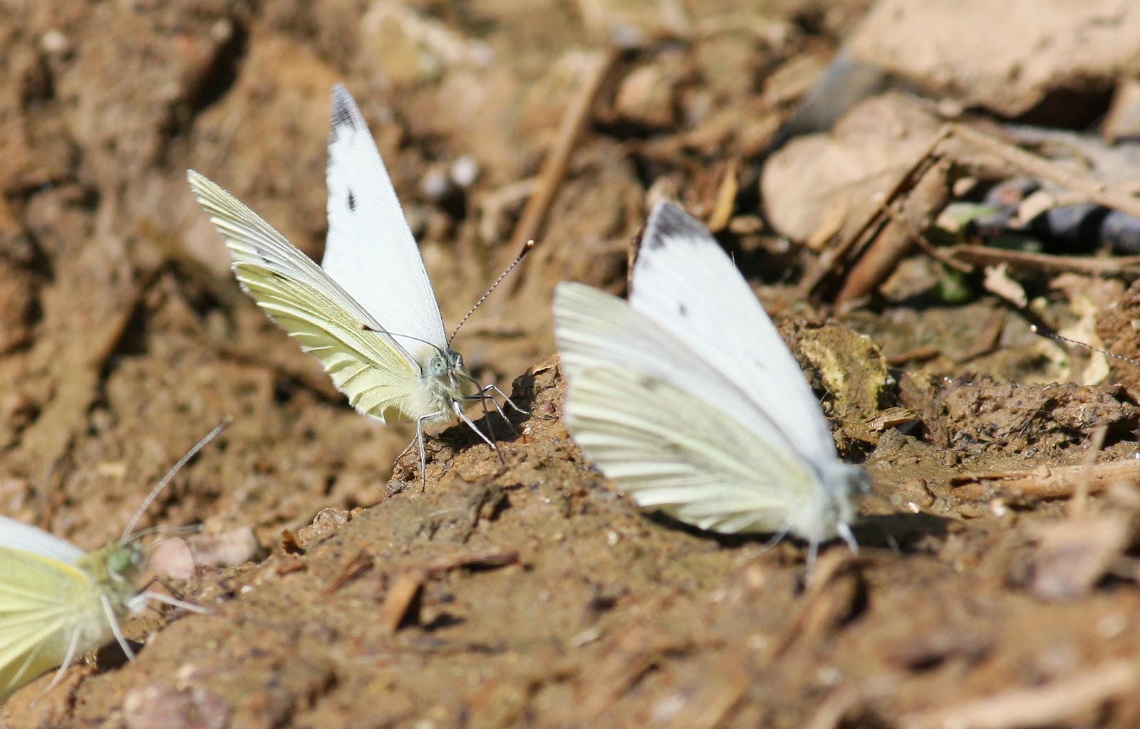 UK Butterflies - Small White - Pieris rapae