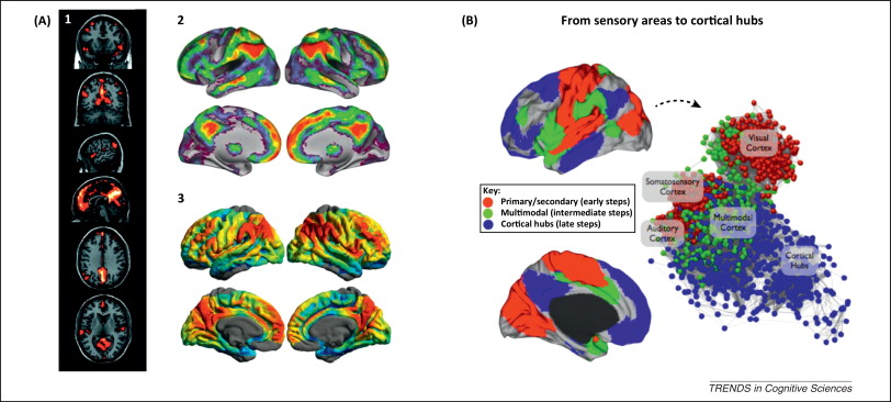 Resultado de imagen de Las conexiones del cerebro a largas distancias