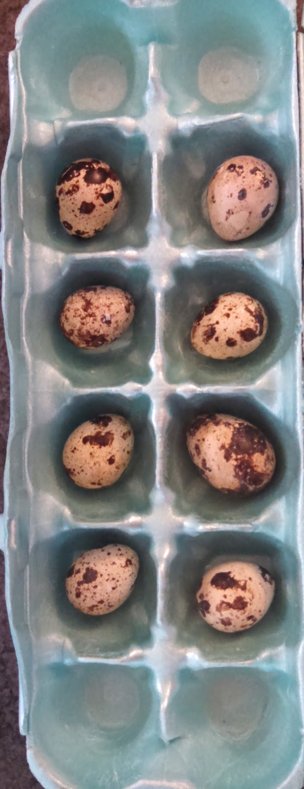 The Percolator Quail Eggs Benedict