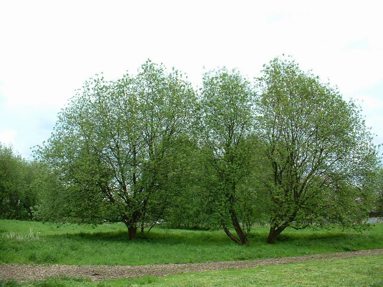 Trees Salix caprea Goat Willow Sallow