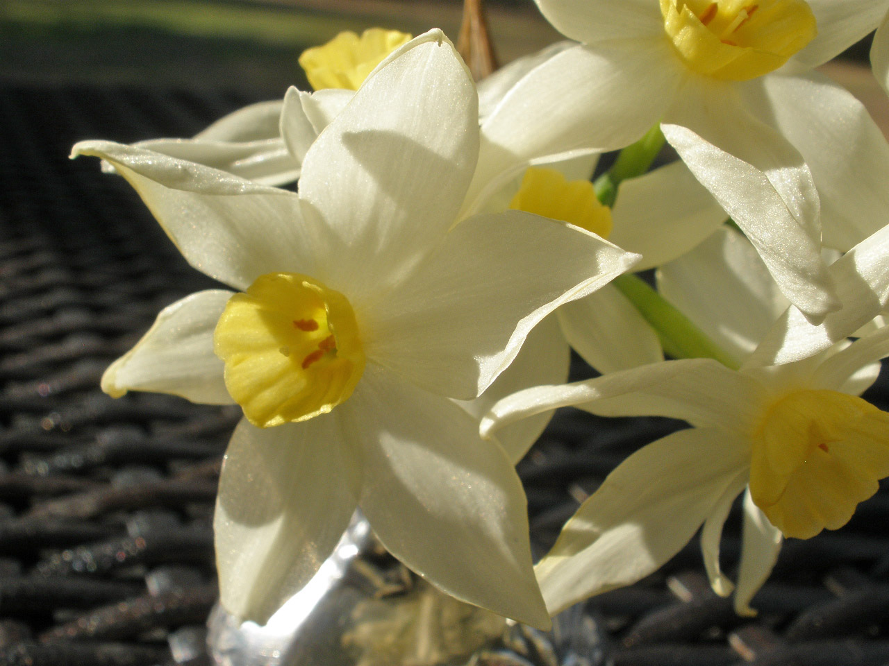 MARIETTE'S BACK TO BASICS {Winter Blooming Fragrant Daffodils!}