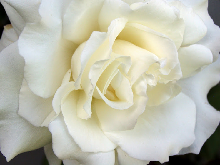 White Rose (Rosa Mistica)
