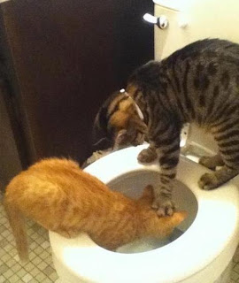 Arschloch Katze auf Toilette