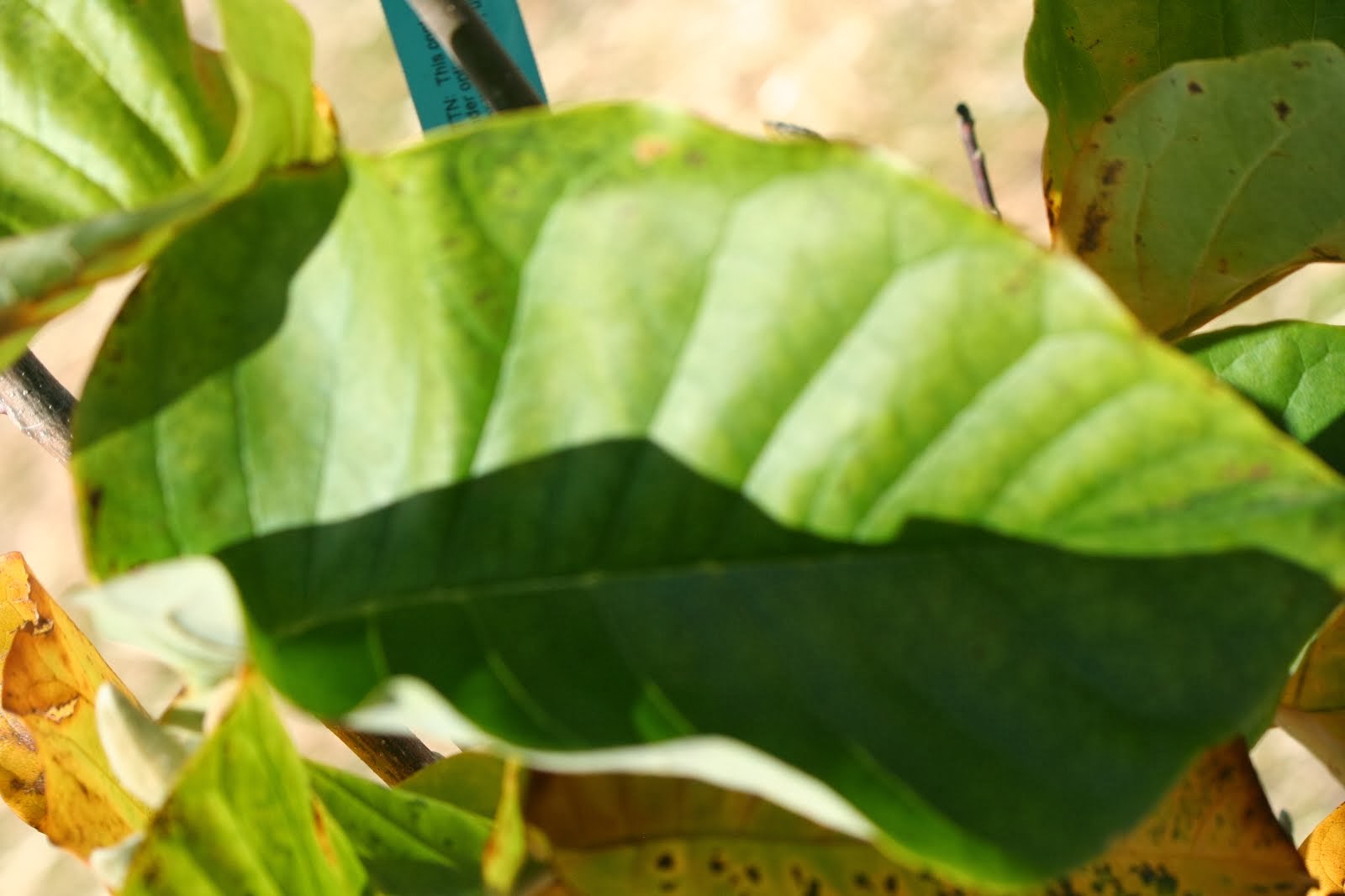 Kashi Ashram Lotus Leaf