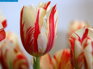صور زهرة التوليب صور زهرة التوليب