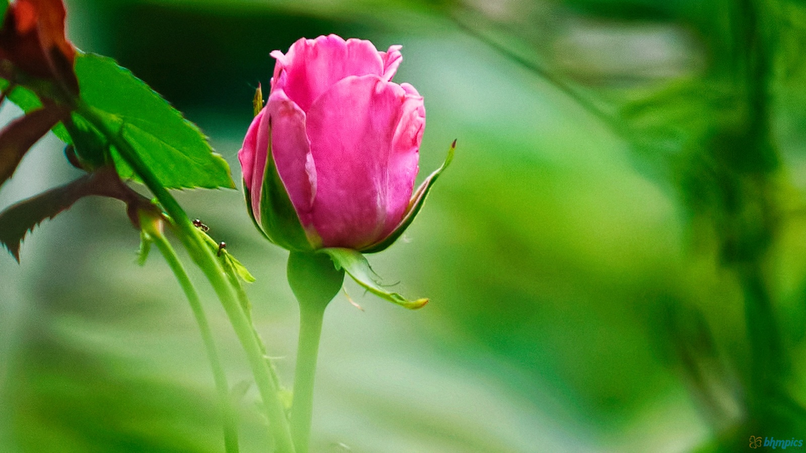 Free Best Pictures: Very Cute Rose Plant Wallpapers