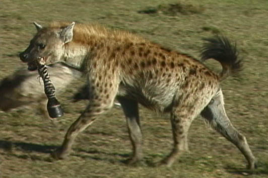 Difference Between Striped And Spotted Hyena Diet