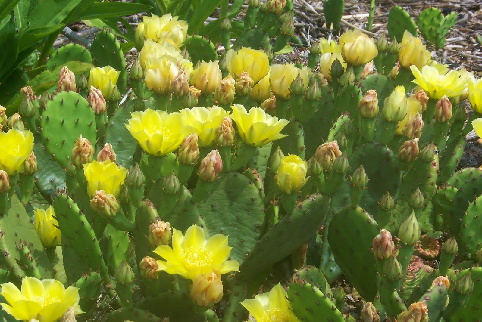 Nature on the Edge of New York City A Cactus Grows in New York Harbor
