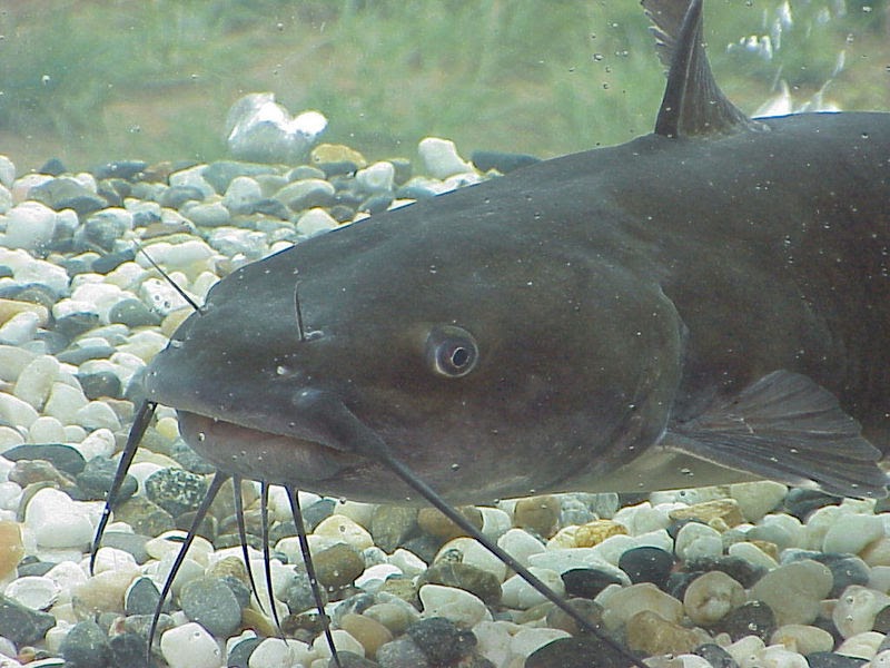 Interesting Facts Interesting Facts About catfish