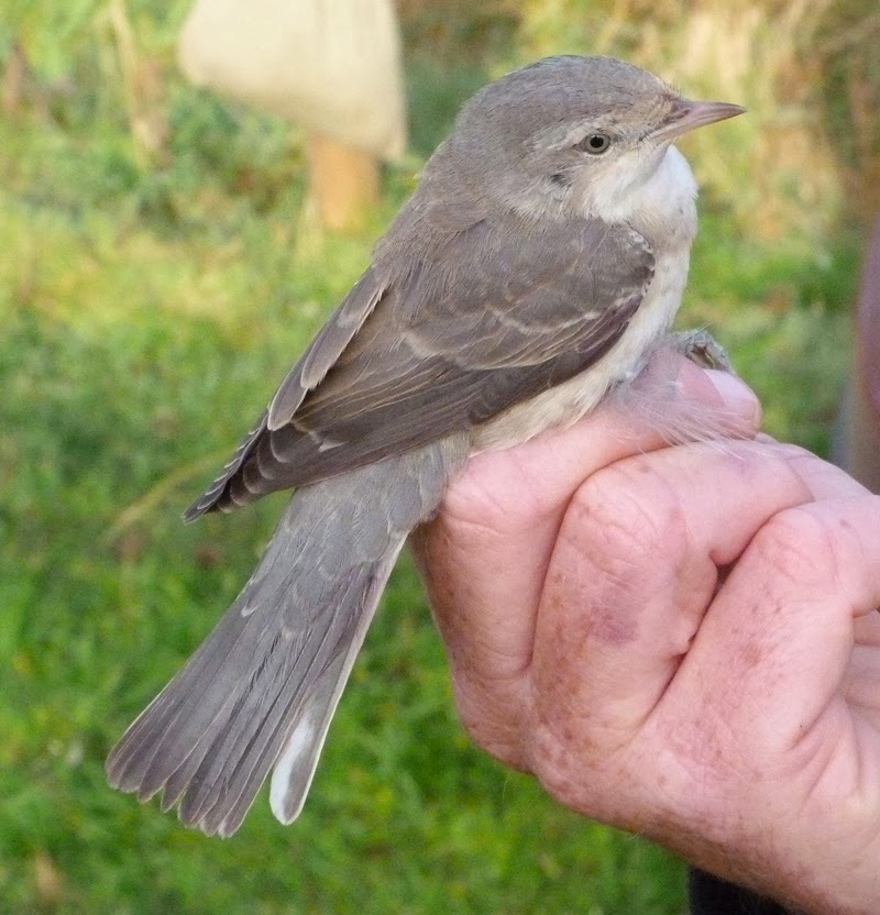 Barred Warbler