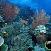 5 Diving Spot yg paling Menakjubkan di Indonesia 