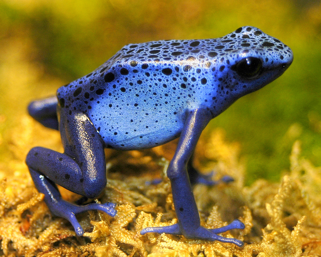 Poison Dart Frog | The Life of Animals