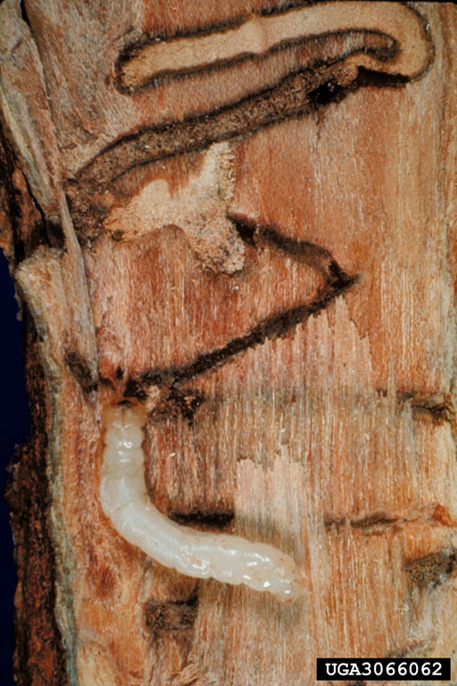 Field Notes Unwanted Pest 1 Bronze Birch Borer