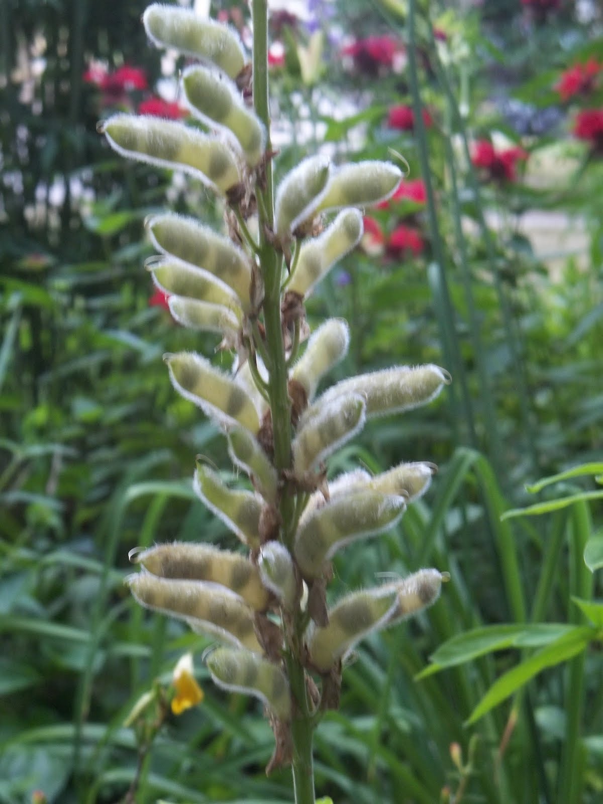 urbantomato Saving Lupin Seed