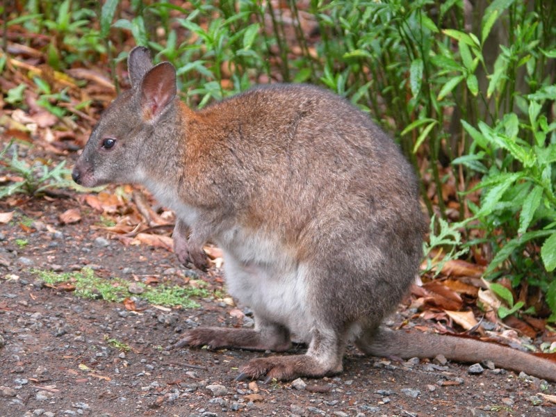 Pademelon Animals Amazing Facts & Latest Pictures Animals Lover