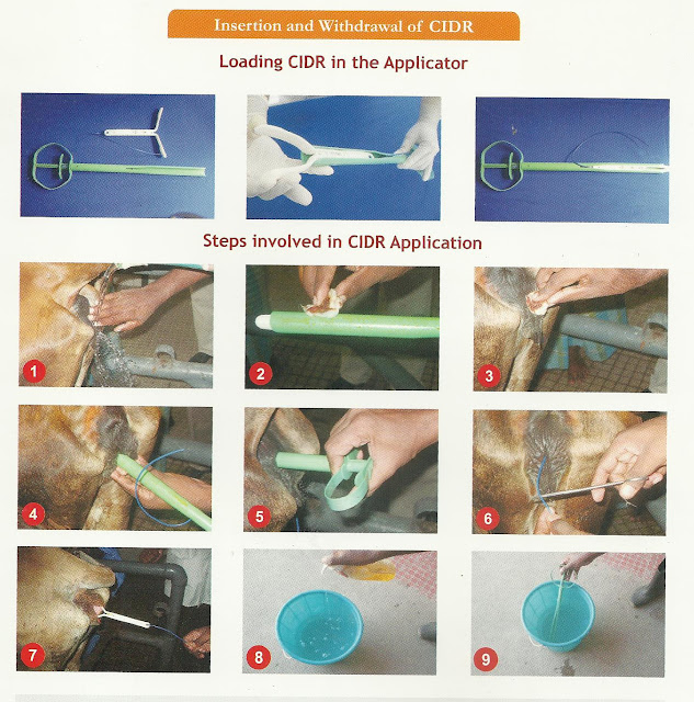 Vet Surgeon Oestrus Synchronisation with CIDR