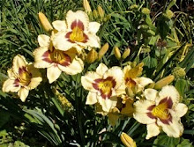 El Desperado daylily