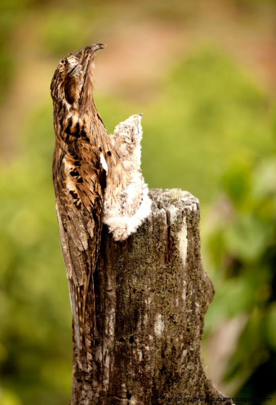 A Birds Words A Birds Words