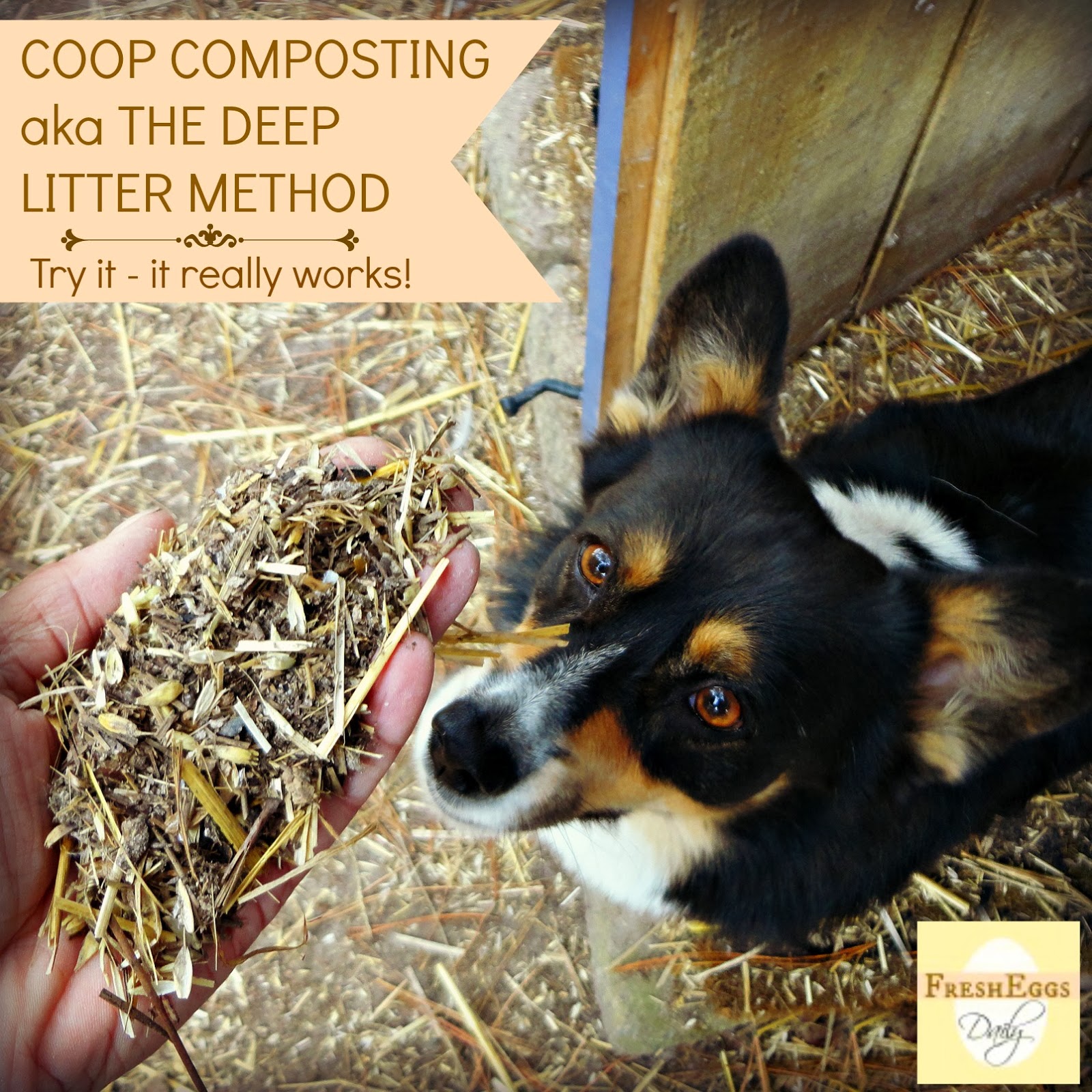The Deep Litter Method aka Chicken Coop Winter Composting Fresh Eggs