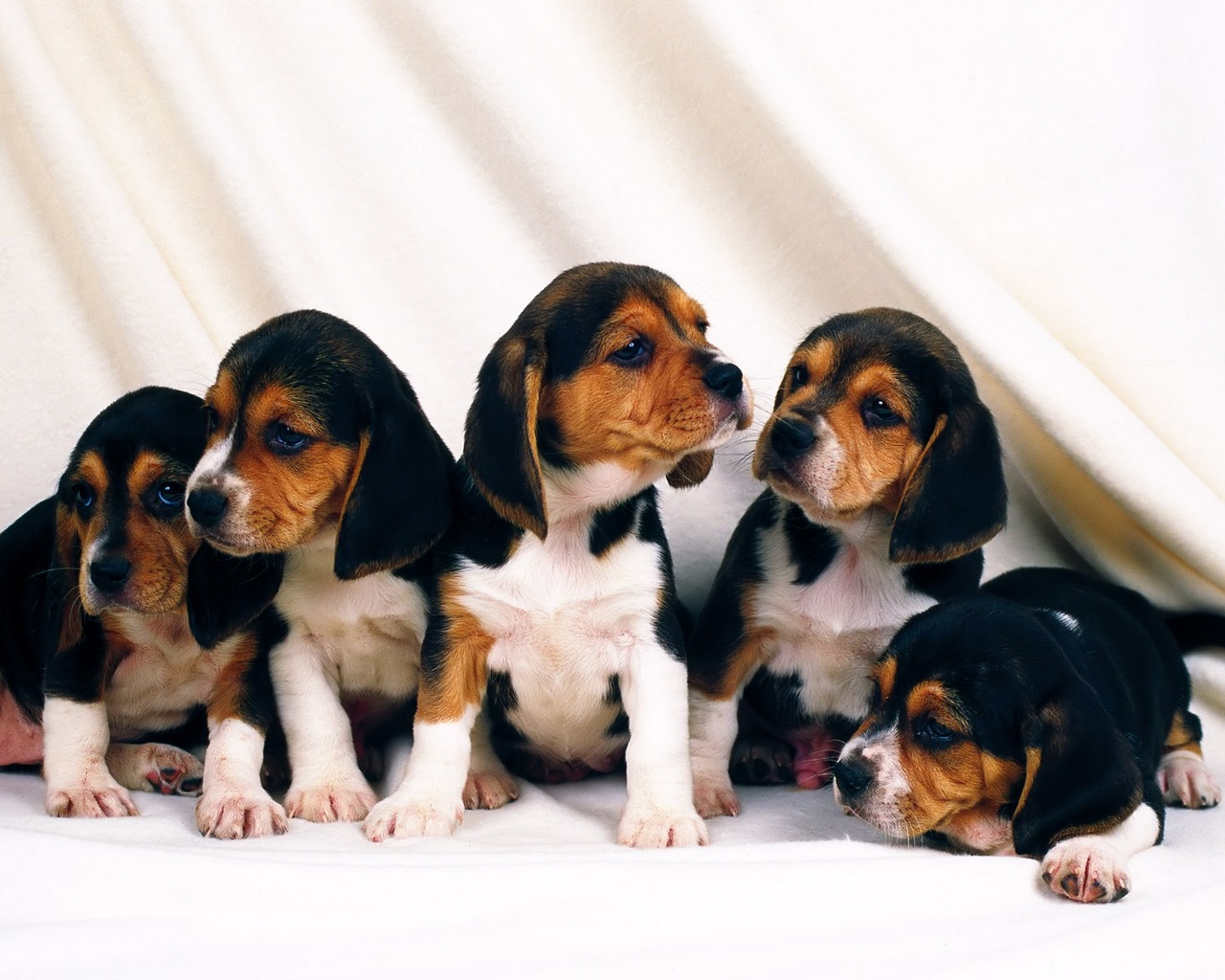 Apple Mac Wallpapers HD