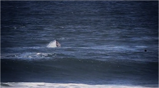 surf avec des baleines