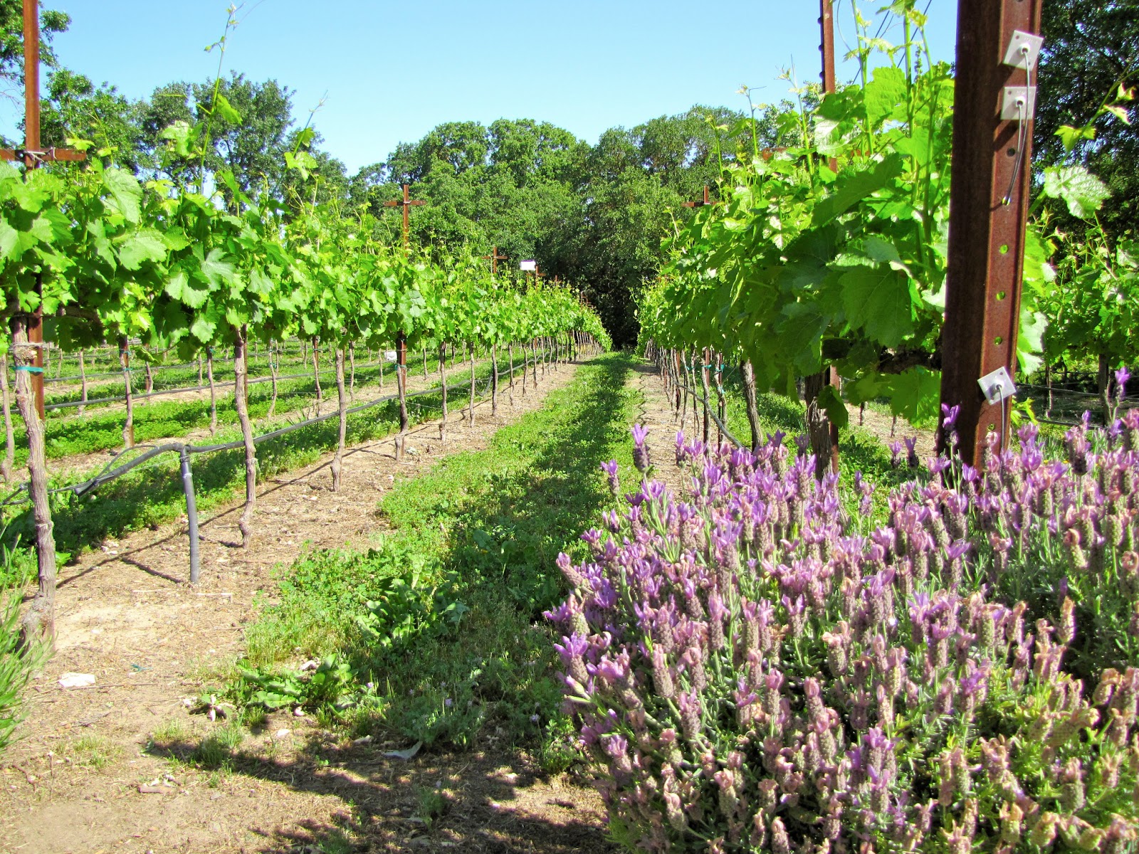 Erik Wait's Wine Country Photography St. Winery Acampo, California