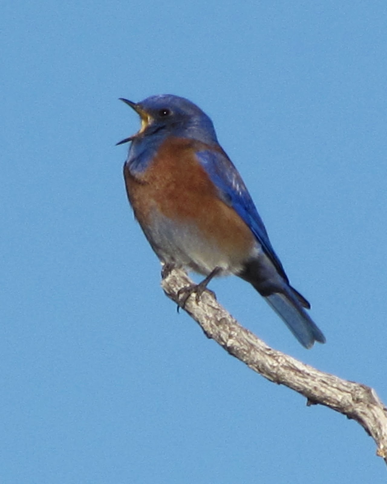 January Birds Desert Colors