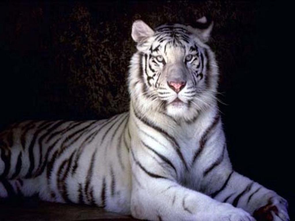 Baby+white+tiger+background