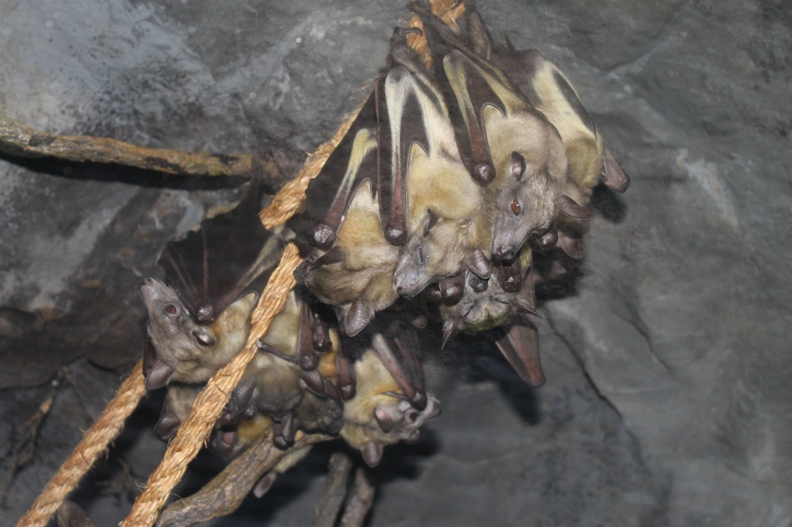 MINNESOTA BABY Minnesota zoo.