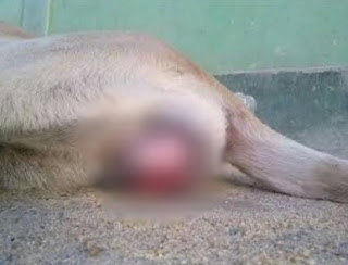 O cachorro teria sido estuprado no bairro Novo Porto Canoa, na Serra, na última semana Foto: Reprodução/Facebook