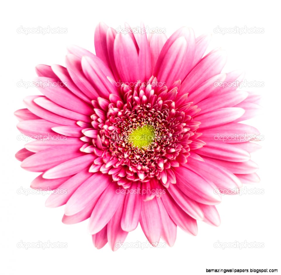Pink Flower White Background WallpaperSafari Pink Flower White Background WallpaperSafari