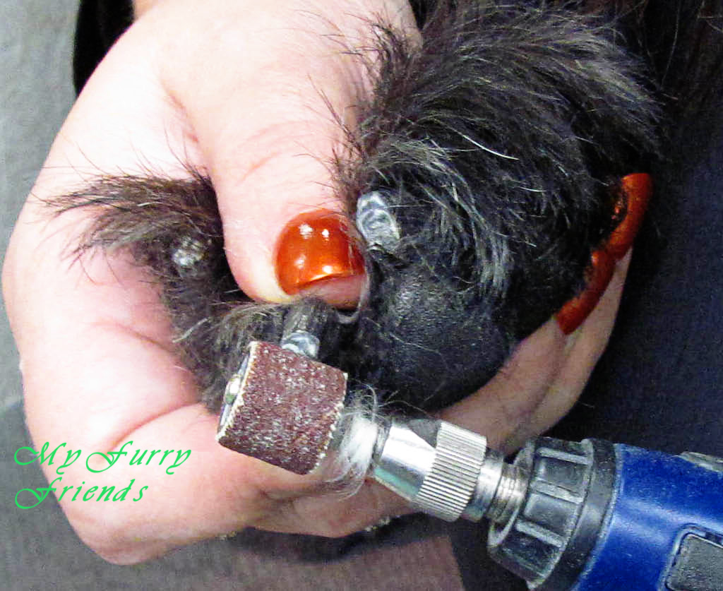 nails dog filing grooming dogs pet why does nail furry friend groomed groomer clips