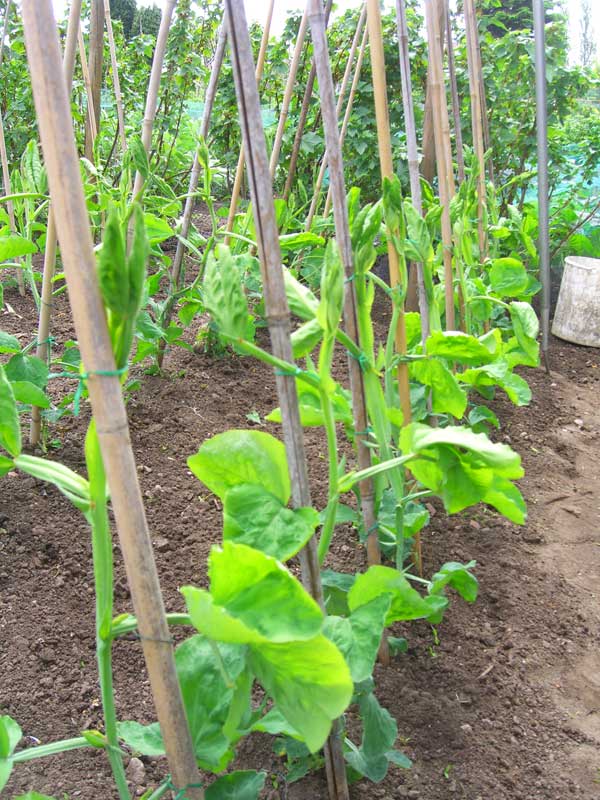 Allotment Garden Exhibition sweet peas taking off side shoots and