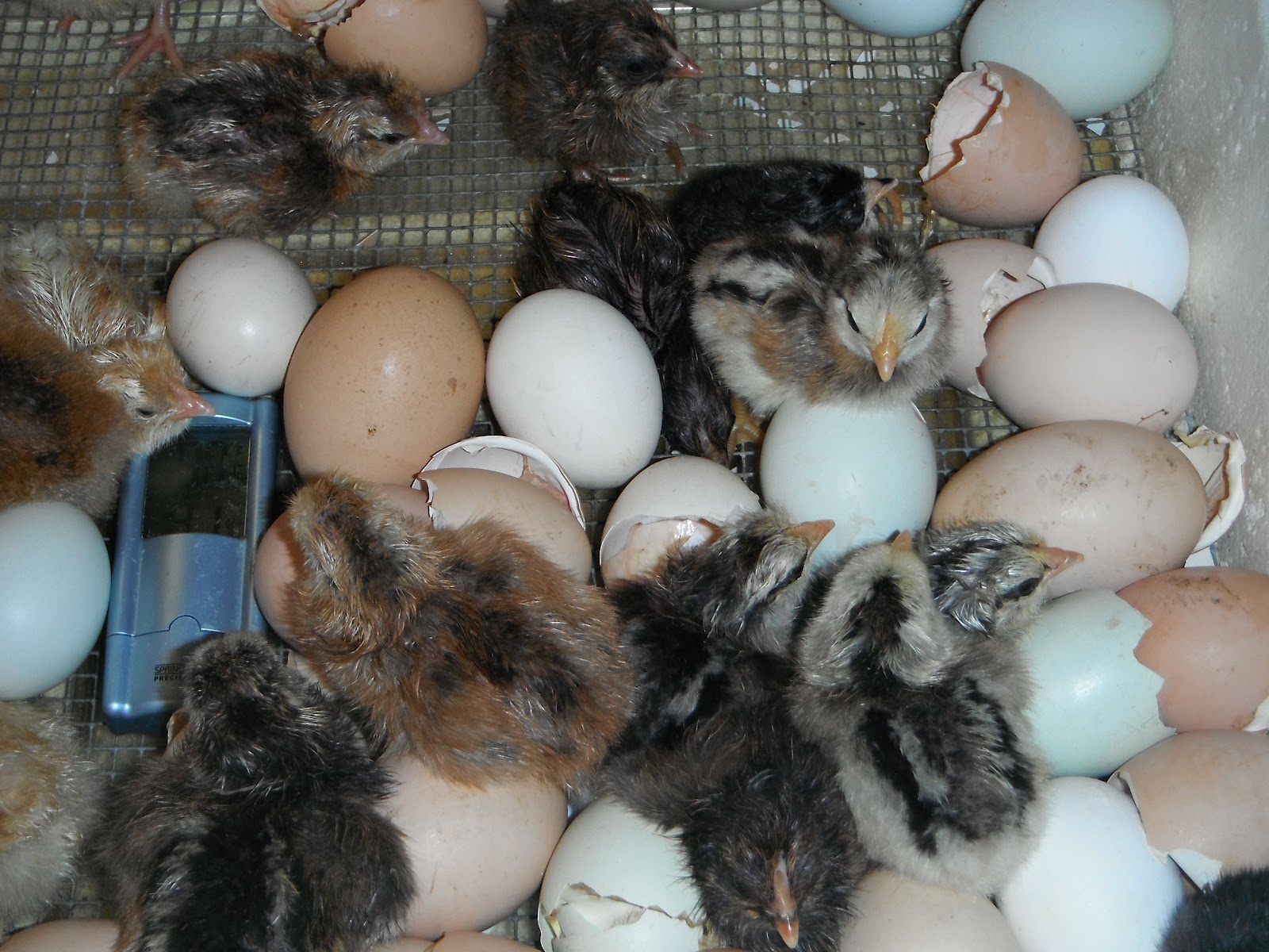 Mr. Derias' Class/MAG 4/5/6 Hatching chicken eggs in the classroom.