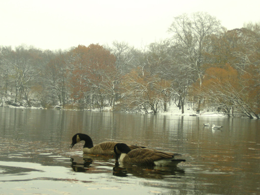Nueva York lago Central Park